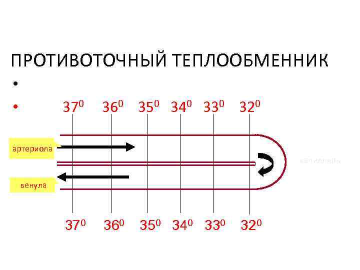 ПРОТИВОТОЧНЫЙ ТЕПЛООБМЕННИК • • 370 360 350 340 330 320 артериола капилляры венула 370