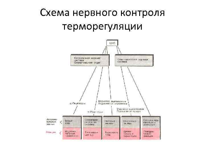 Схема нервного контроля терморегуляции 