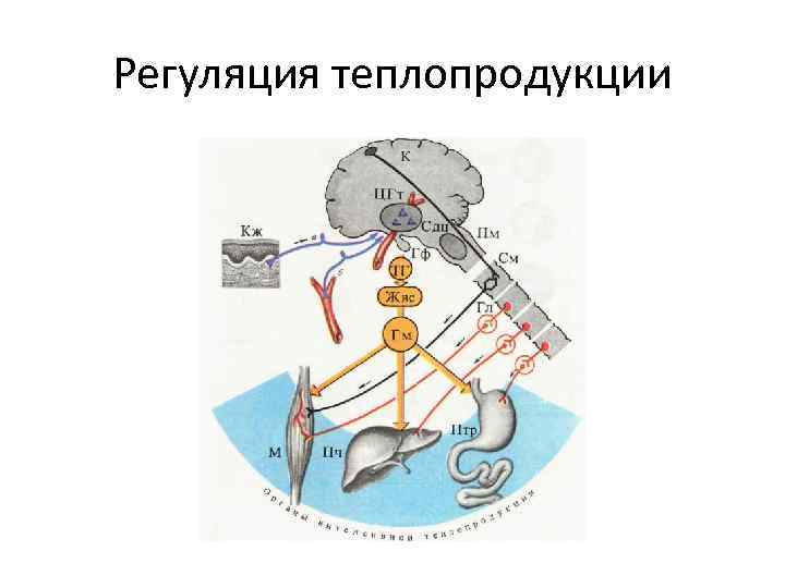 Регуляция теплопродукции 