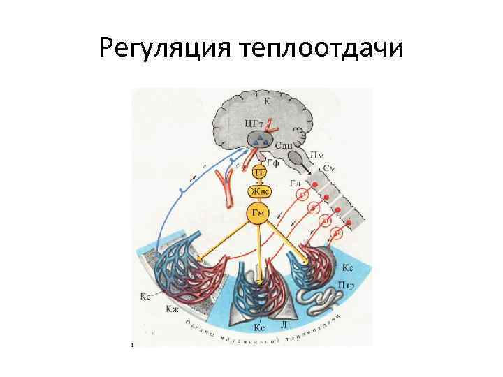 Продолжите схему терморегуляции повышение температуры окружающей среды