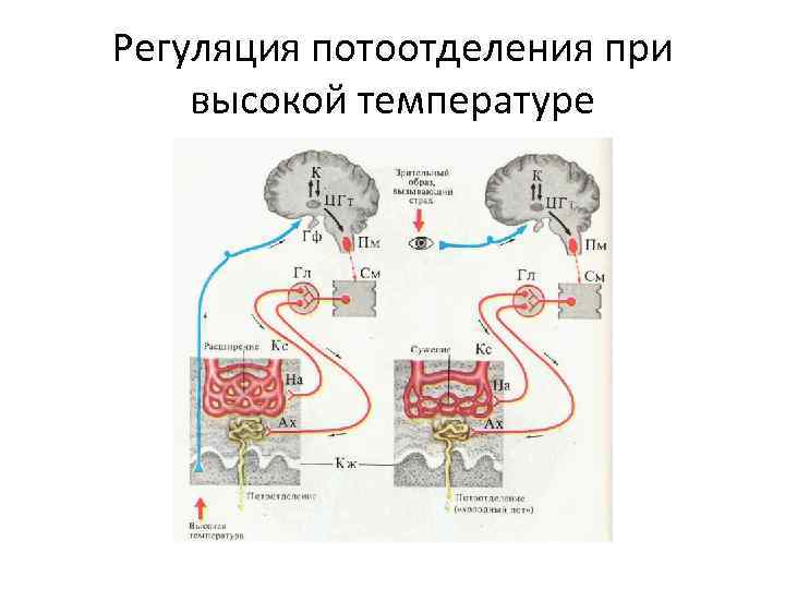 Продолжите схему терморегуляции повышение температуры окружающей среды