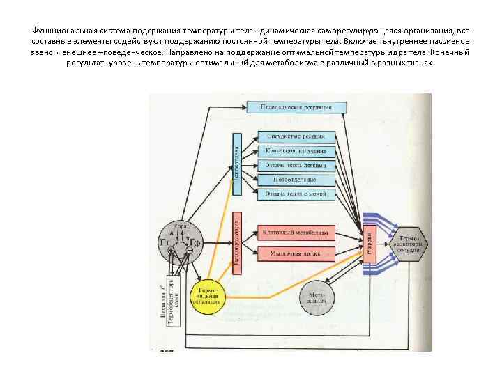 Функциональная система