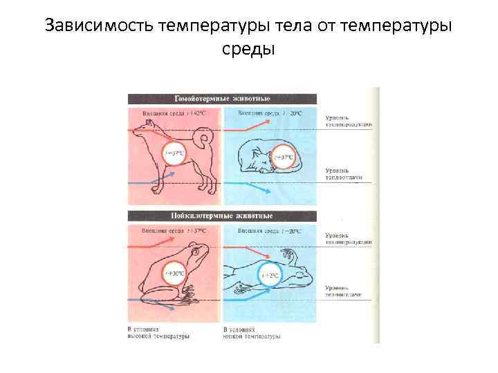 Продолжите схему терморегуляции повышение температуры окружающей среды