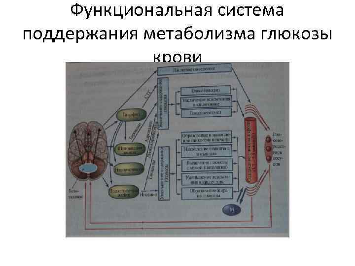 Функциональная система поддержания метаболизма глюкозы крови 
