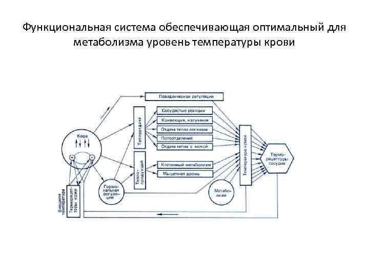 Функциональная система обеспечивающая оптимальный для метаболизма уровень температуры крови 