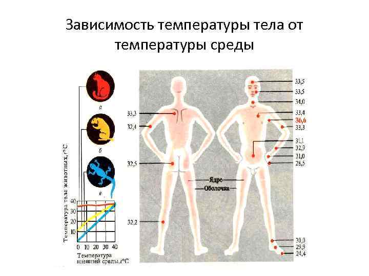 Зависимость температуры тела от температуры среды 