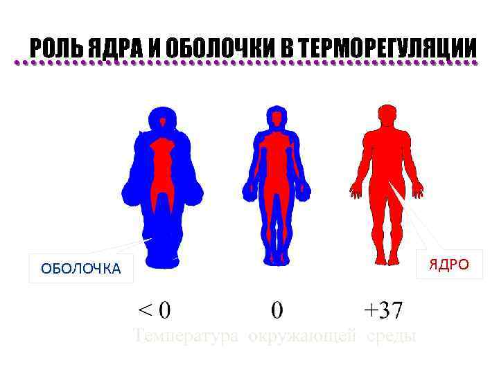 РОЛЬ ЯДРА И ОБОЛОЧКИ В ТЕРМОРЕГУЛЯЦИИ ЯДРО ОБОЛОЧКА Температура окружающей среды 