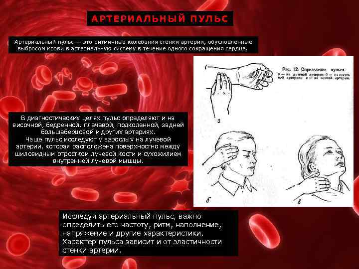 АРТЕРИАЛЬНЫЙ ПУЛЬС Артериальный пульс — это ритмичные колебания стенки артерии, обусловленные выбросом крови в