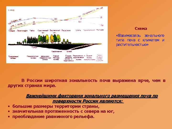 Схема «Взаимосвязь зонального типа почв с климатом и растительностью» В России широтная зональность почв