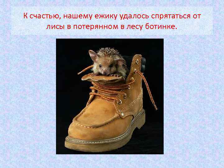 К счастью, нашему ежику удалось спрятаться от лисы в потерянном в лесу ботинке. 