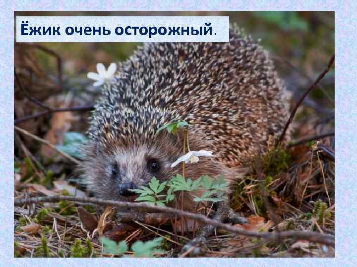 Ёжик очень осторожный. 