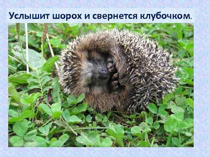 Услышит шорох и свернется клубочком. 