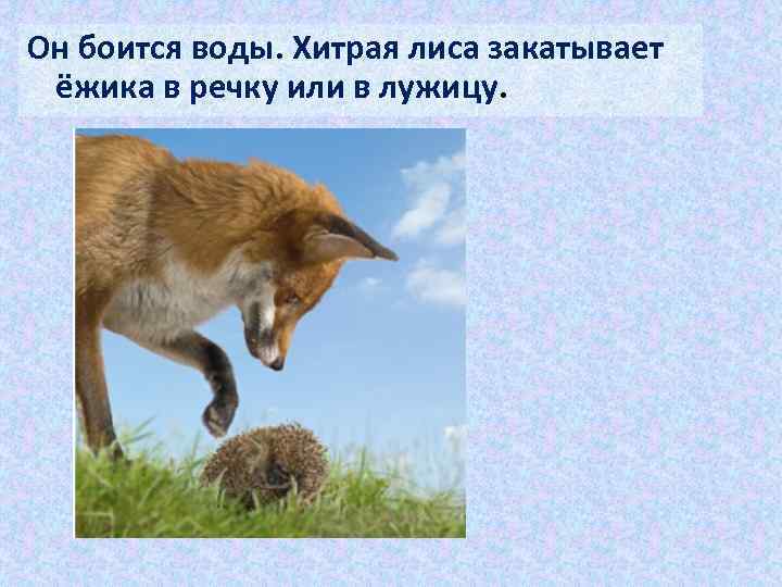 Он боится воды. Хитрая лиса закатывает ёжика в речку или в лужицу. 