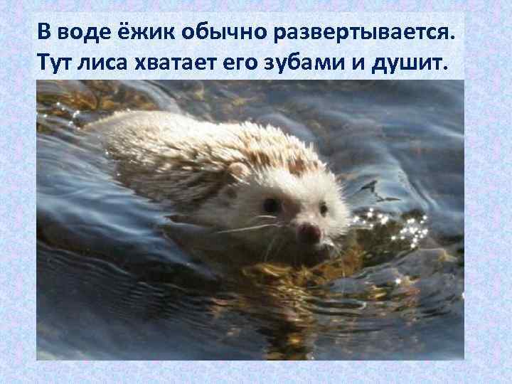 В воде ёжик обычно развертывается. Тут лиса хватает его зубами и душит. 