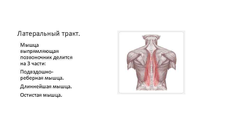 Латеральный тракт. Мышца выпрямляющая позвоночник делится на 3 части: Подвздошнореберная мышца. Длиннейшая мышца. Остистая