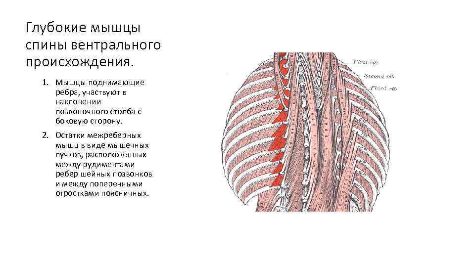 Глубокие мышцы спины вентрального происхождения. 1. Мышцы поднимающие ребра, участвуют в наклонении позвоночного столба