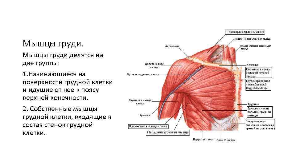 Мышцы груди делятся на две группы: 1. Начинающиеся на поверхности грудной клетки и идущие