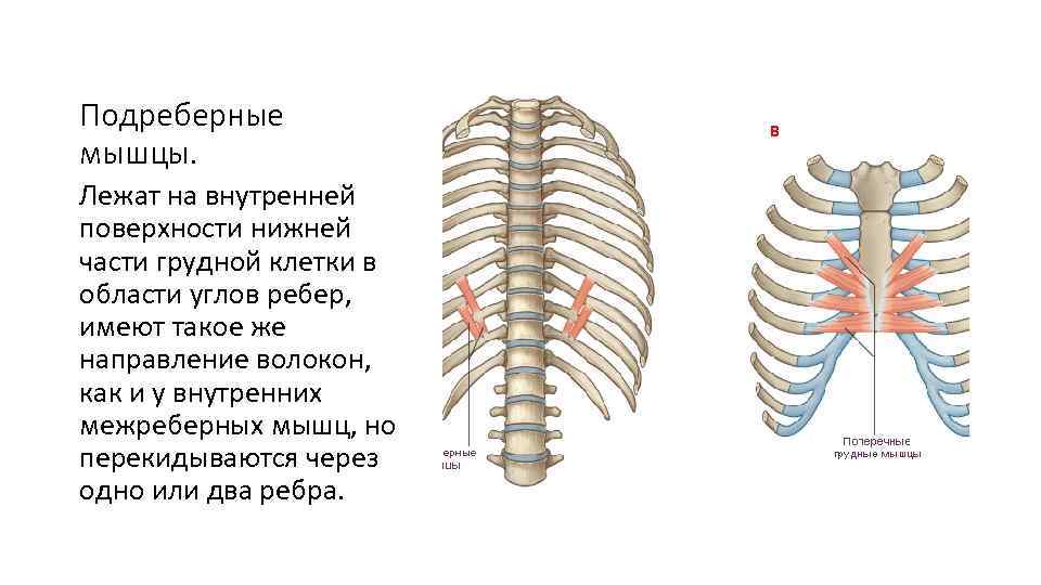 Подреберные мышцы. Лежат на внутренней поверхности нижней части грудной клетки в области углов ребер,