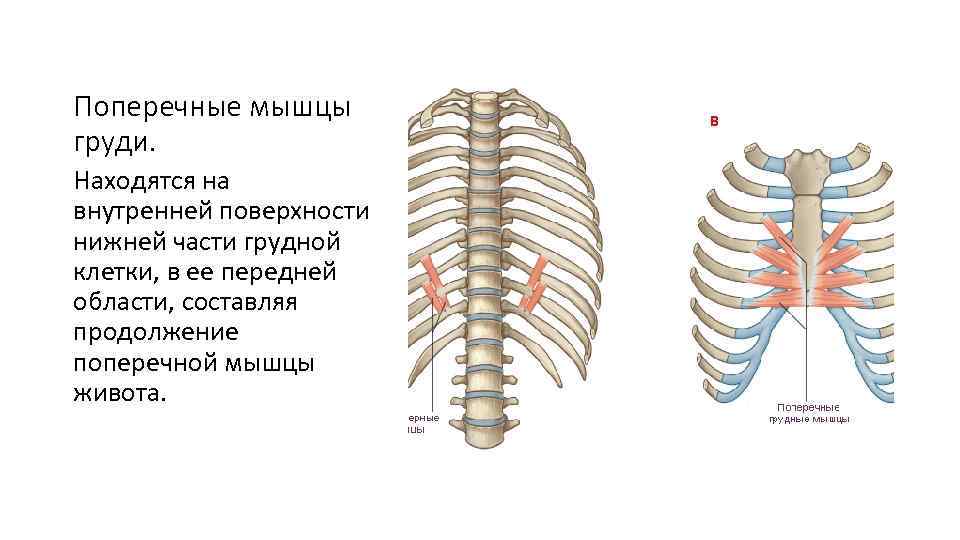 Поперечные мышцы груди. Находятся на внутренней поверхности нижней части грудной клетки, в ее передней