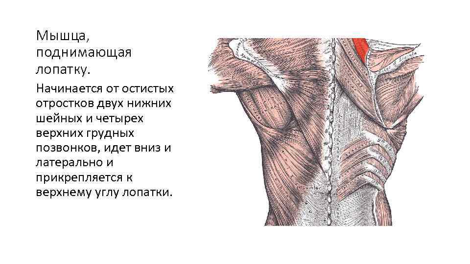 Мышца, поднимающая лопатку. Начинается от остистых отростков двух нижних шейных и четырех верхних грудных