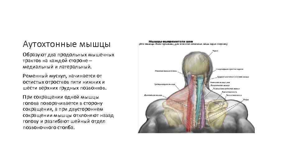 Аутохтонные мышцы Образуют два продольных мышечных трактов на каждой стороне – медиальный и латеральный.