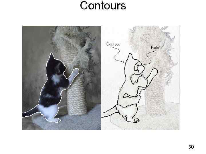 Contours 50 