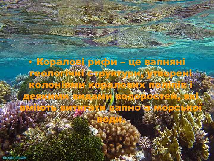  • Коралові рифи – це вапняні геологічні структури, утворені колоніями коралових поліпів і