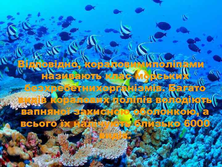 Відповідно, кораловимиполіпами називають клас морських безхребетнихорганізмів. Багато видів коралових поліпів володіють вапняної захисною оболонкою,