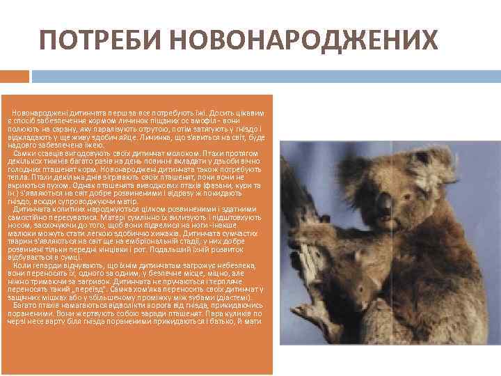 ПОТРЕБИ НОВОНАРОДЖЕНИХ Новонароджені дитинчата перш за все потребують їжі. Досить цікавим є спосіб забезпечення