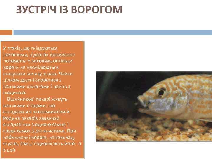 ЗУСТРІЧ ІЗ ВОРОГОМ У птахів, шо гніздуються колоніями, відсоток виживання потомства є високим, оскільки