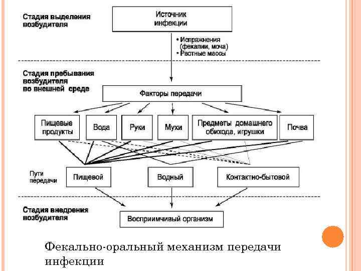 Фекально-оральный механизм передачи инфекции 