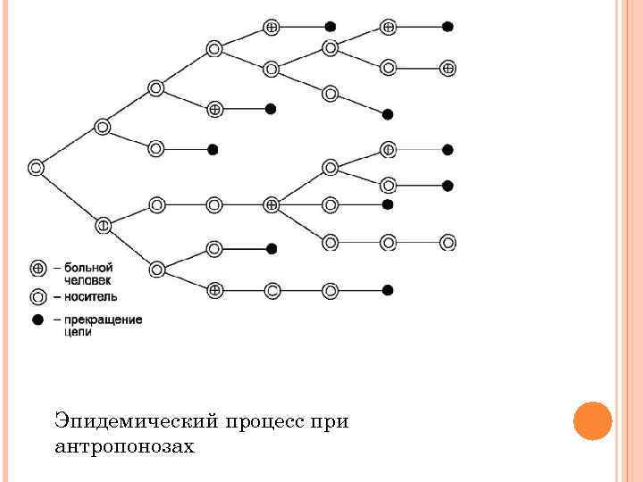 Эпидемический процесс при антропонозах 