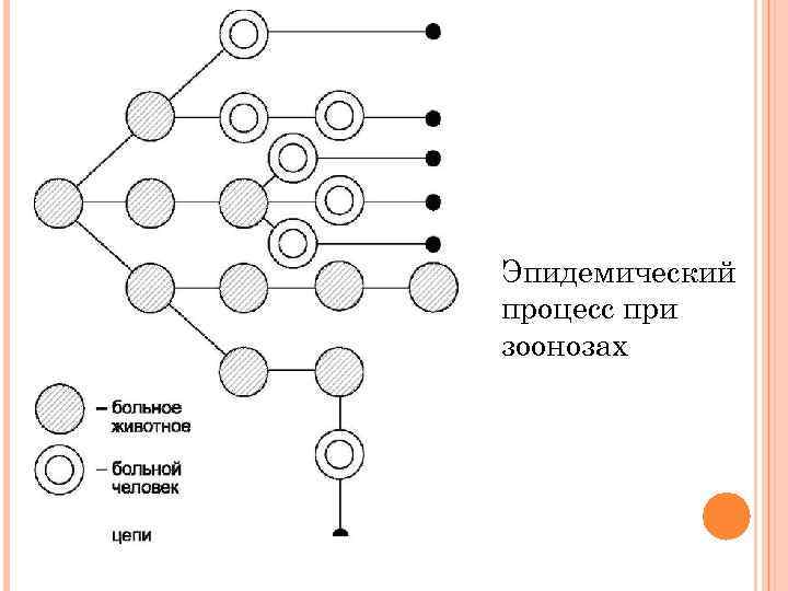 Эпидемический процесс при зоонозах 