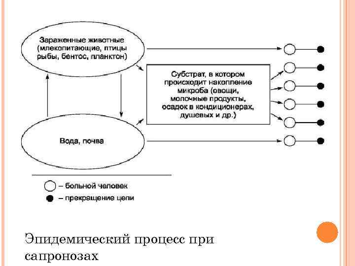 Эпидемический процесс при сапронозах 