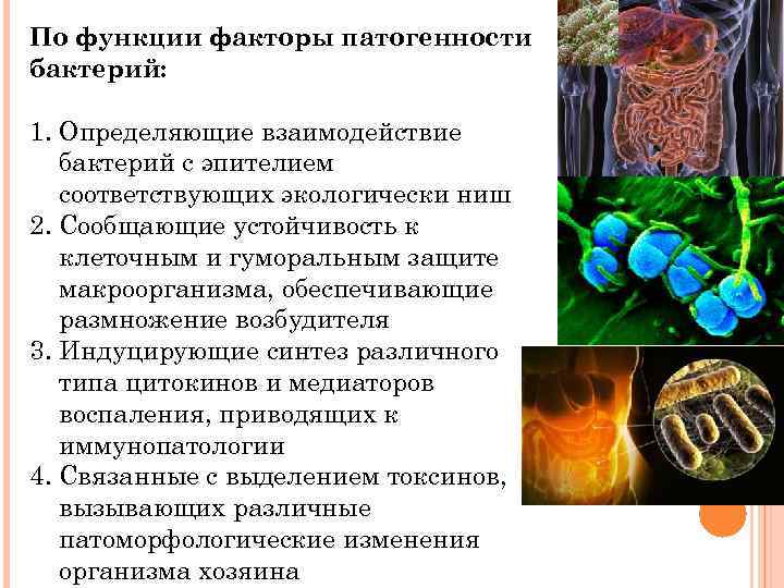 По функции факторы патогенности бактерий: 1. Определяющие взаимодействие бактерий с эпителием соответствующих экологически ниш
