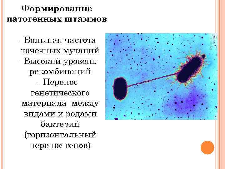 Формирование патогенных штаммов - Большая частота точечных мутаций - Высокий уровень рекомбинаций - Перенос
