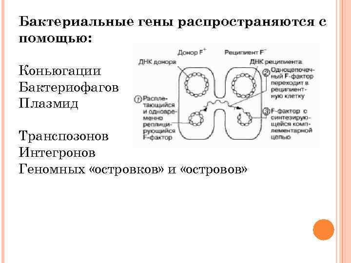 Бактериальные гены распространяются с помощью: Коньюгации Бактериофагов Плазмид Транспозонов Интегронов Геномных «островков» и «островов»