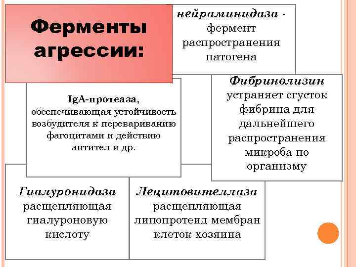 Ферменты агрессии: Ig. A-протеаза, обеспечивающая устойчивость возбудителя к перевариванию фагоцитами и действию антител и