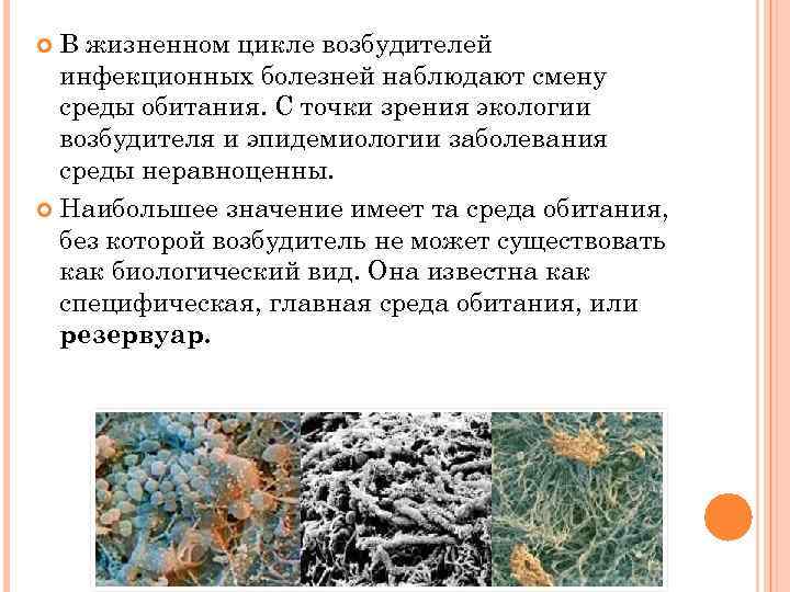 В жизненном цикле возбудителей инфекционных болезней наблюдают смену среды обитания. С точки зрения экологии
