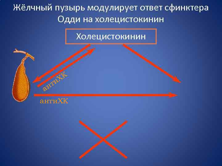 Жёлчный пузырь модулирует ответ сфинктера Одди на холецистокинин ХК ти ан анти. ХК 