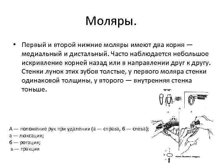 Моляры. • Первый и второй нижние моляры имеют два корня — медиальный и дистальный.