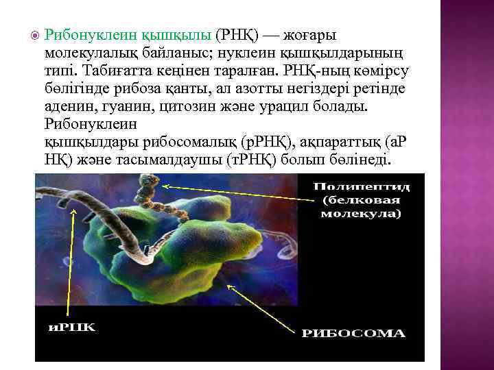  Рибонуклеин қышқылы (РНҚ) — жоғары молекулалық байланыс; нуклеин қышқылдарының типі. Табиғатта кеңінен таралған.