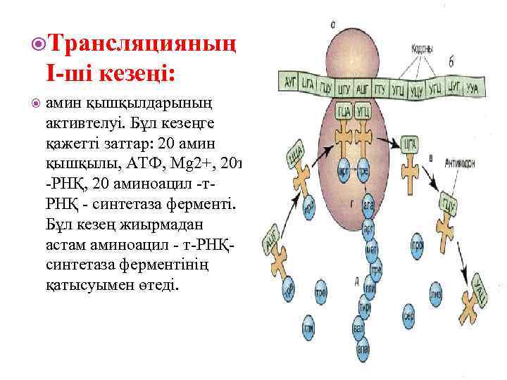 Трансляцияның соңғы өнімі