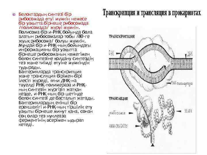  Белоктардың синтезі бір рибосомада өтуі мүмкін немесе бір уақытта бірнеше рибосомада /полисомада/ жүруі