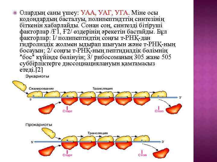  Олардың саны үшеу: УАА, УАГ, УГА. Міне осы кодондардың басталуы, полипептидттің синтезінің біткенін