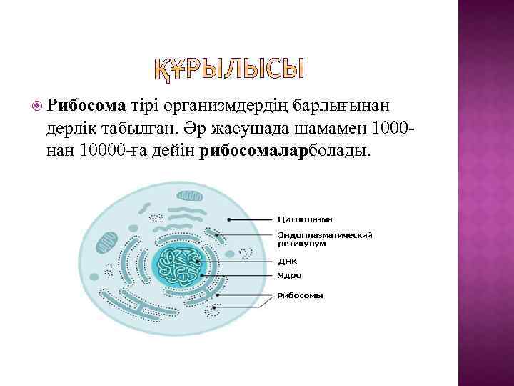  Рибосома тірі организмдердің барлығынан дерлік табылған. Әр жасушада шамамен 1000 нан 10000 -ға