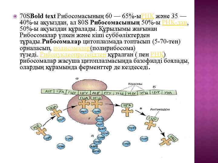  70 SBold text Рибосомасының 60 — 65%-ы. РНҚ және 35 — 40%-ы ақуыздан,