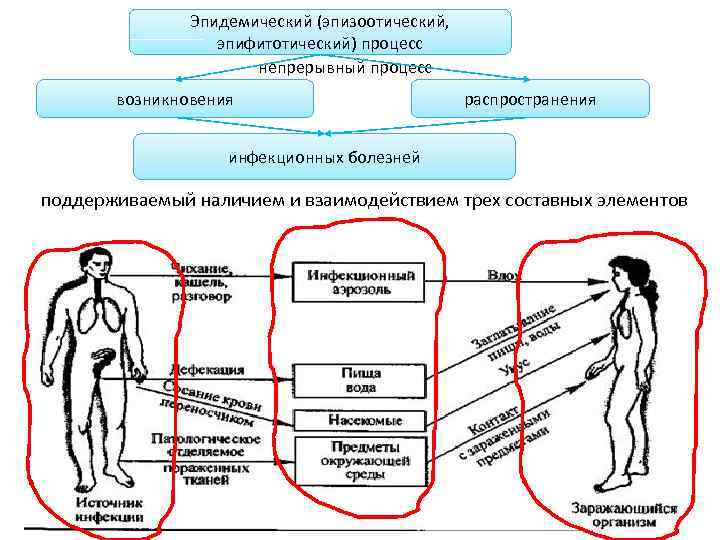 Эпидемический (эпизоотический, эпифитотический) процесс непрерывный процесс возникновения распространения инфекционных болезней поддерживаемый наличием и взаимодействием