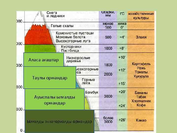 Аласа ағаштар Таулы ормандар Ауыспалы ылғалды ормандар Ылғалды экваториалды ормандар 