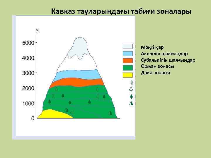 Кавказ тауларындағы табиғи зоналары Мәңгі қар Альпілік шалғындар Субальпілік шалғындар Орман зонасы Дала зонасы
